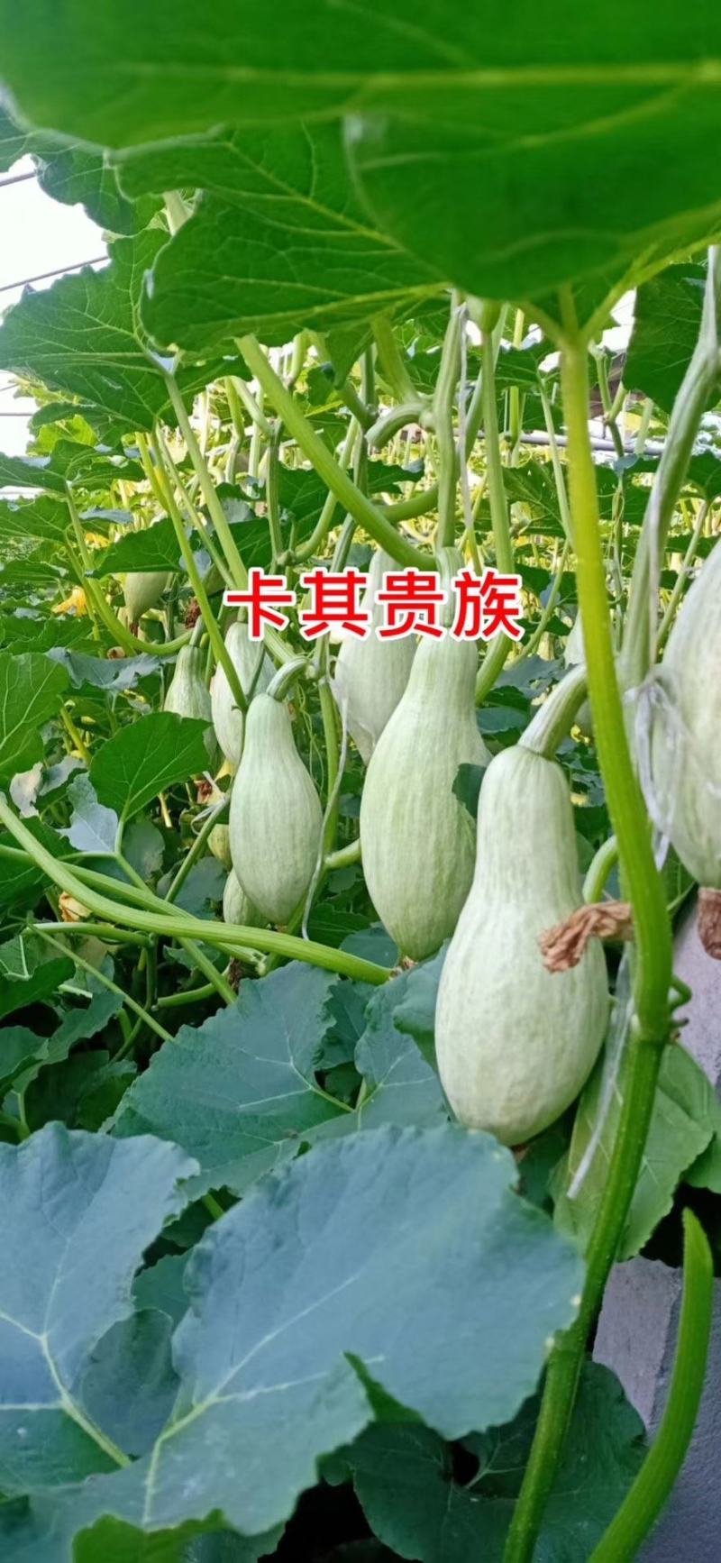 卡其贵族南瓜种子板栗南瓜种子香甜味似板栗又胜似板栗甘面