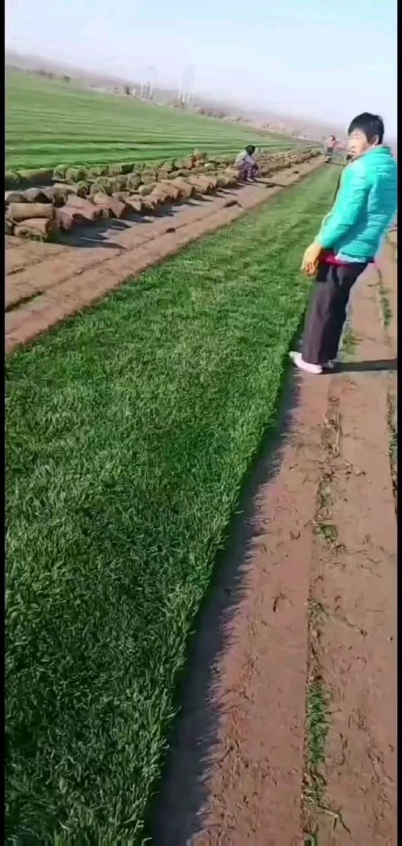 混播草，早熟禾，高羊茅，草坪草，四季青，万亩基地直供