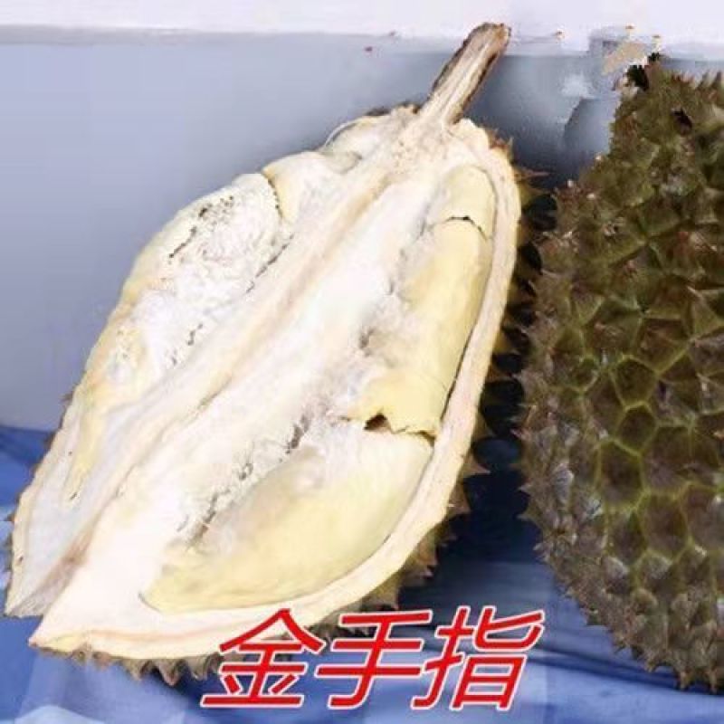 榴莲树苗四季泰国金枕头猫山王榴莲苗盆栽地栽南北方种植