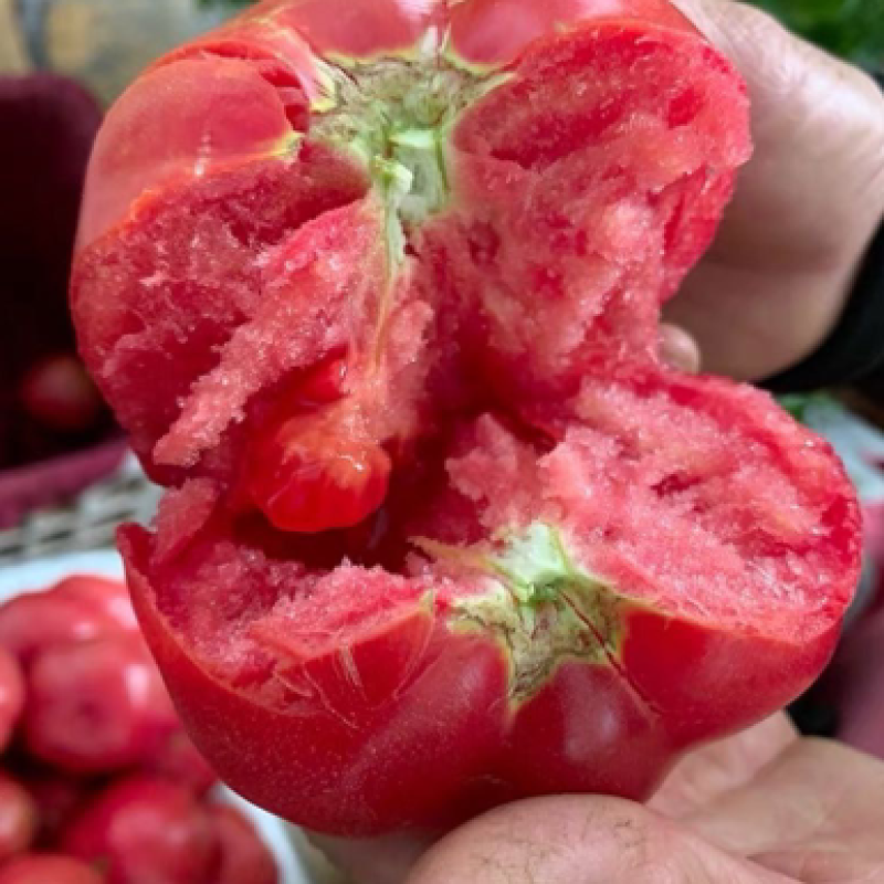 山东普罗旺斯西红柿水果西红柿一件代发