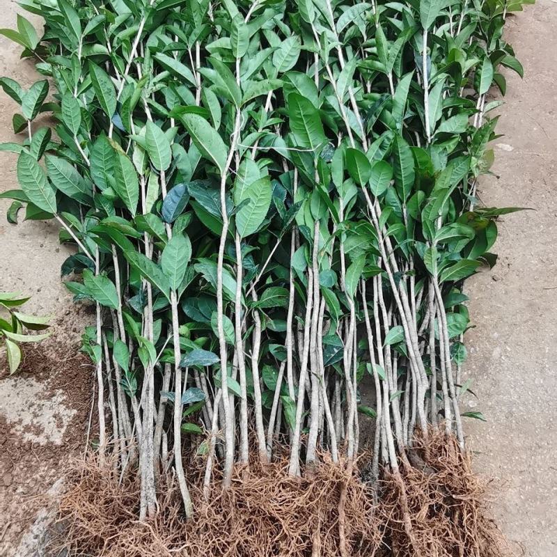 批发桂花苗八月金桂小苗四季桂花树占地桂花苗绿化风景桂花