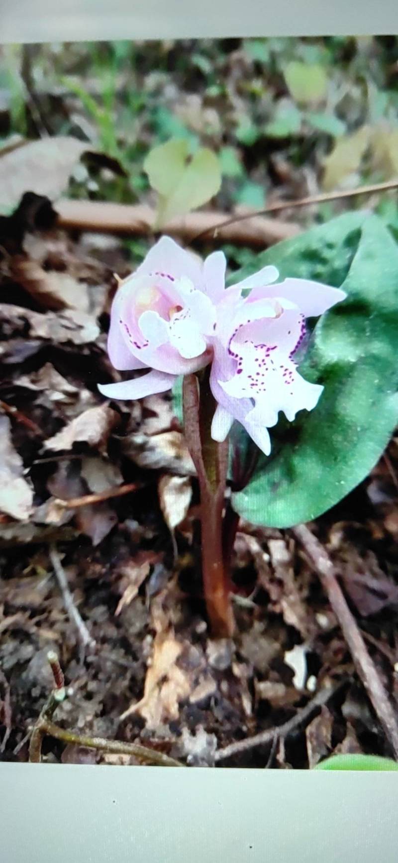 高山稀有独叶兰观赏花苗室内阳台庭院盆栽花