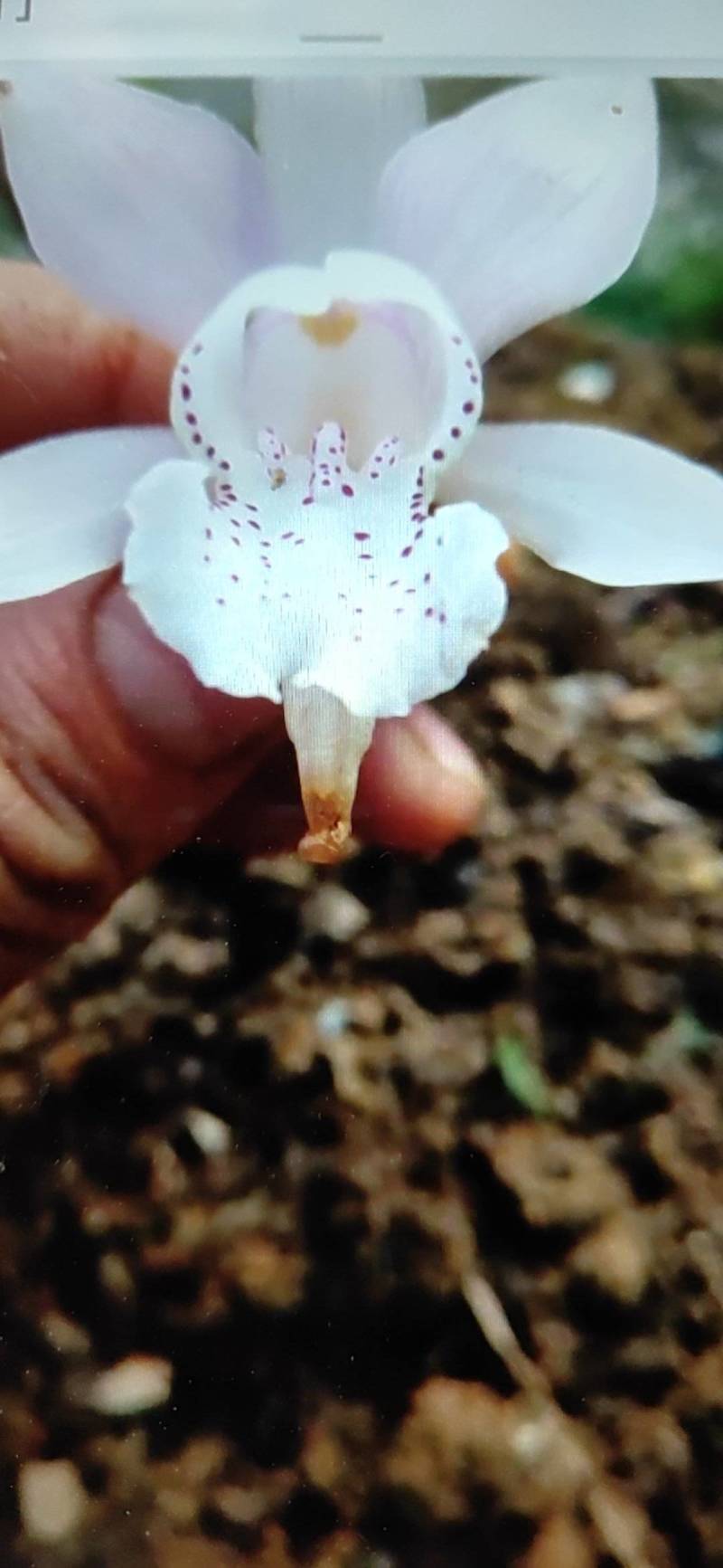高山稀有独叶兰观赏花苗室内阳台庭院盆栽花