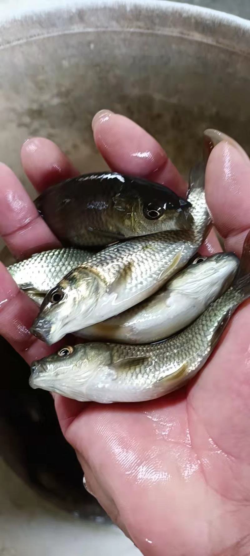 广西水产，鱼苗繁殖基地，大量供应大快鲤鱼苗