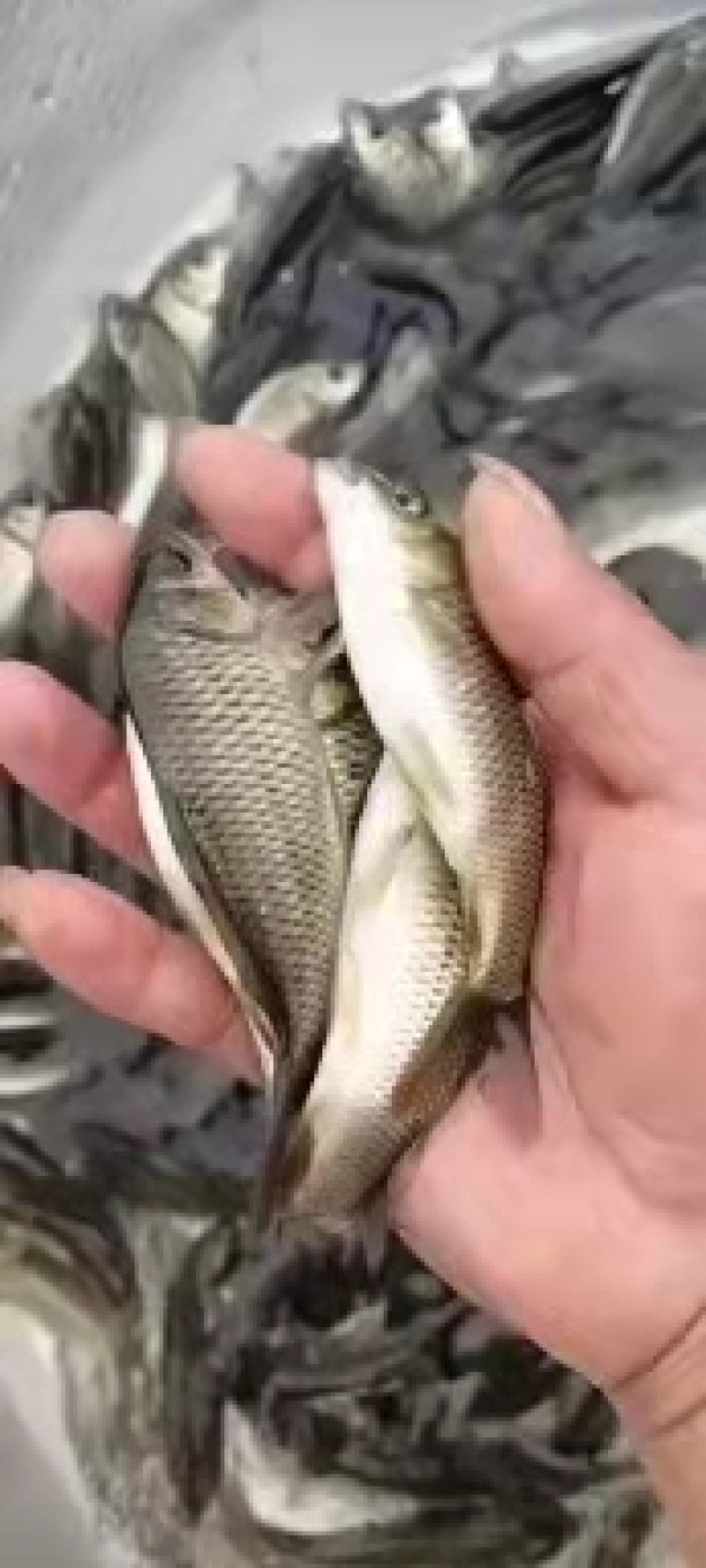 广西水产，鱼苗繁殖基地，大量供应大快鲤鱼苗