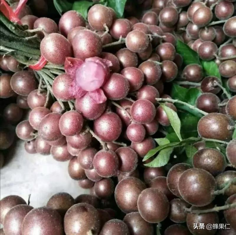 黄皮果树各种规格都有