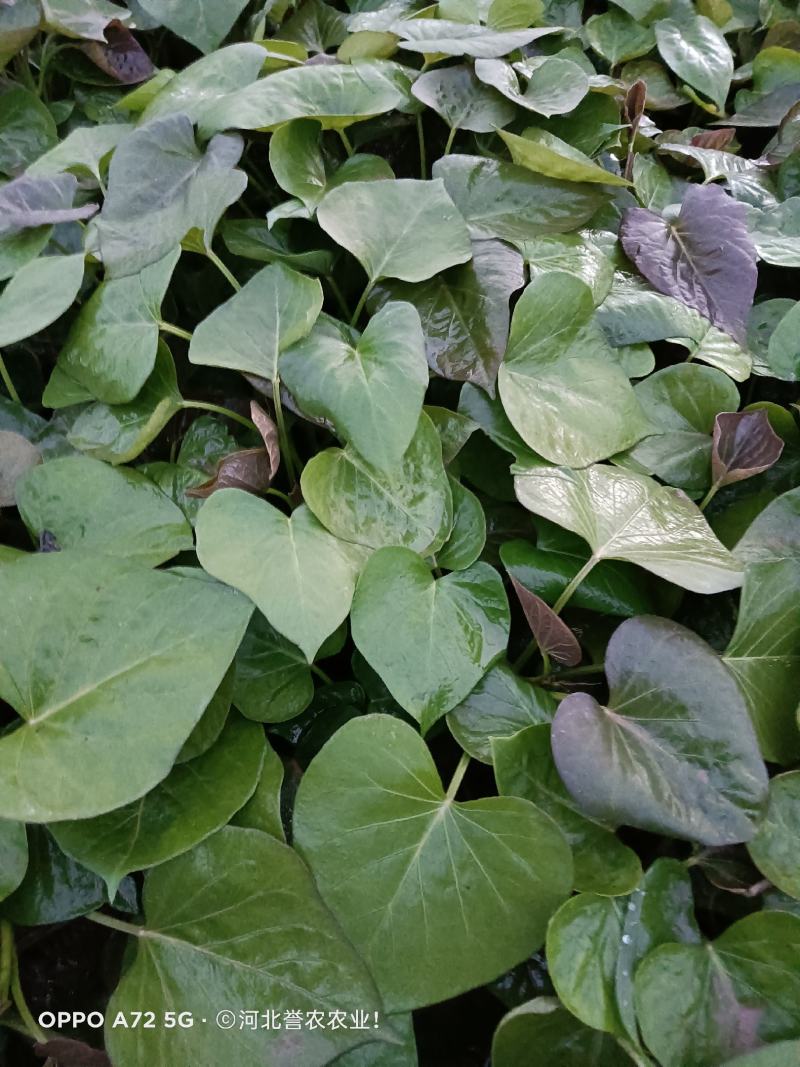 榴莲蜜薯脱毒原种红薯苗西瓜蜜冰糖心板栗薯榴莲蜜薯