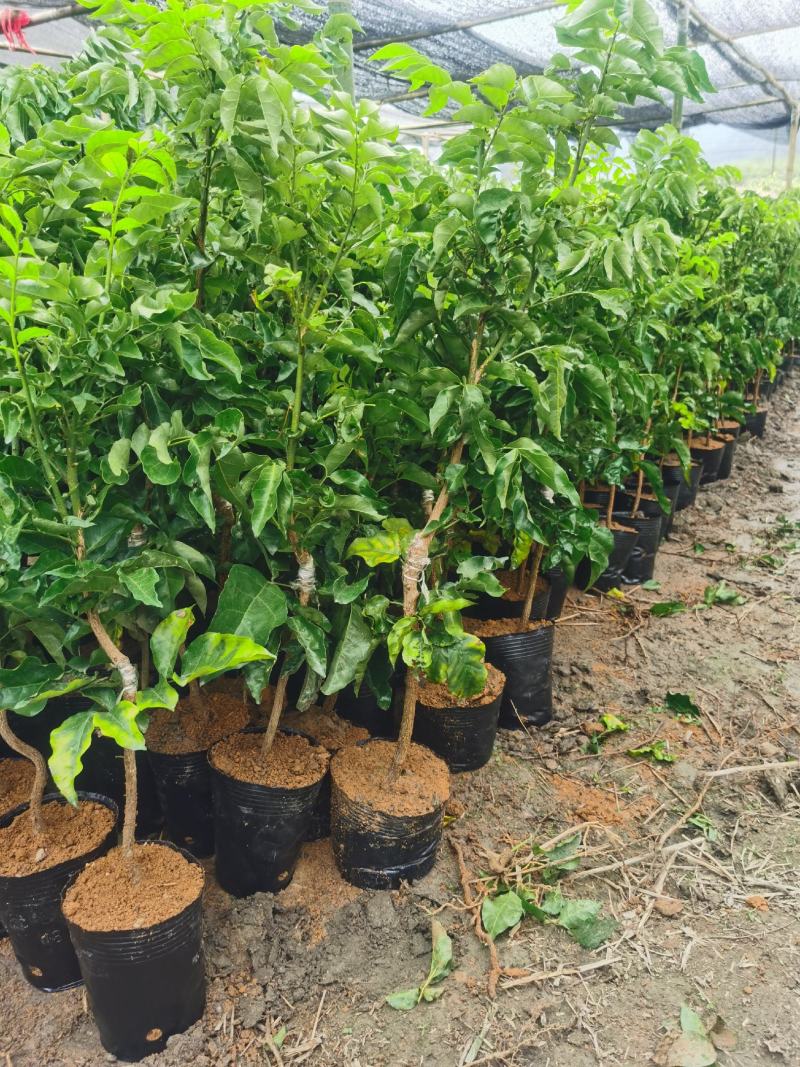 黄皮果树各种规格都有