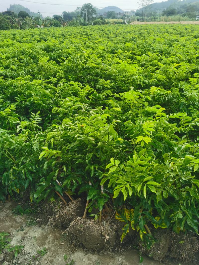 黄皮果树各种规格都有
