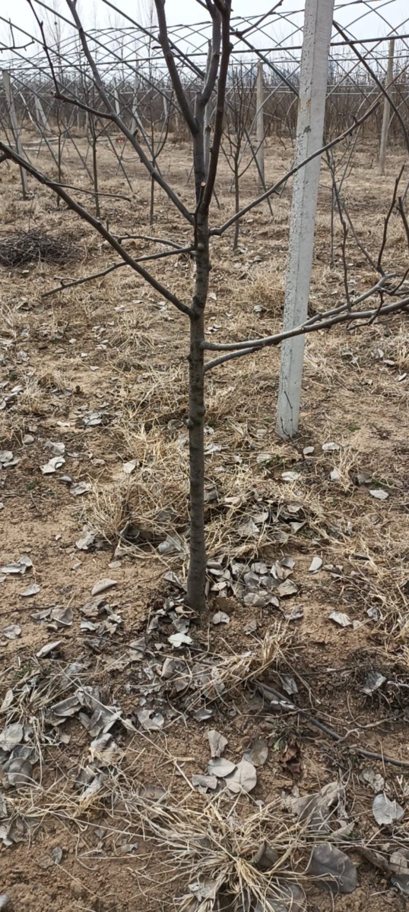梨树