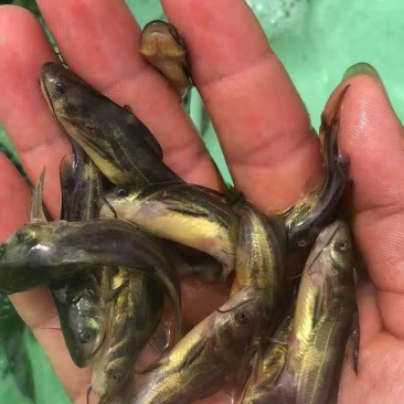 广西南宁，鱼苗繁殖基地，大量供应黄骨鱼苗