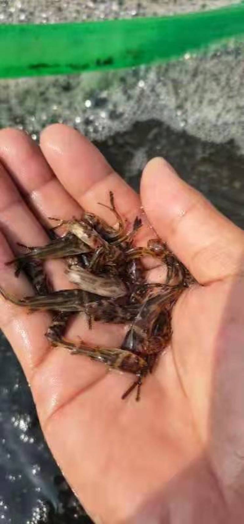 广西南宁，鱼苗繁殖基地，大量供应黄骨鱼苗