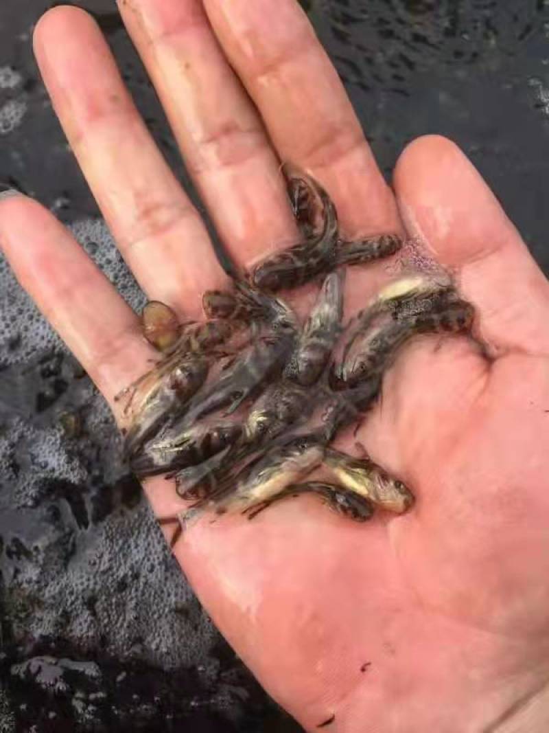 广西南宁，鱼苗繁殖基地，大量供应黄骨鱼苗
