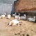 富平纯种萨能奶山羊头胎二胎三胎大量出栏中需要的可