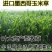 进口墨西哥玉米草种子优12阔叶玉米草猪羊牛鱼兔养殖草籽高