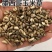 进口墨西哥玉米草种子优12阔叶玉米草猪羊牛鱼兔养殖草籽高