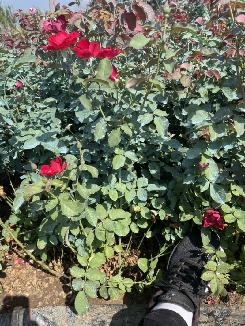 树状月季藤本月季小月季树批发价格月季花基地