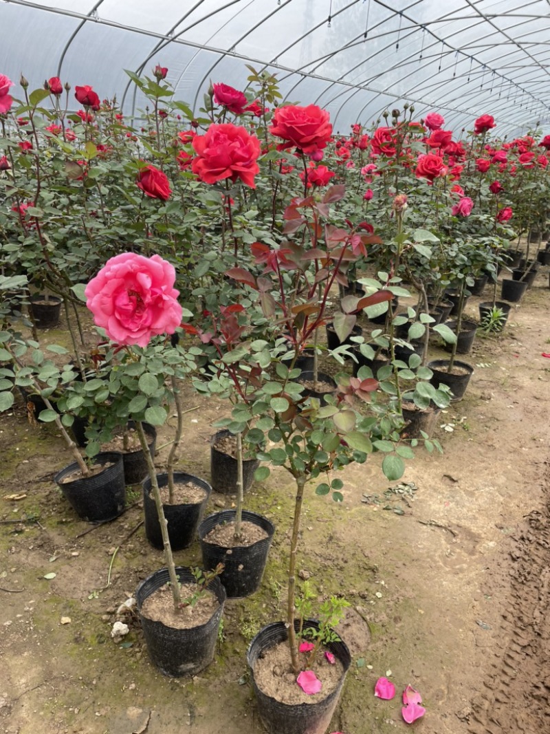 树状月季藤本月季小月季树批发价格月季花基地