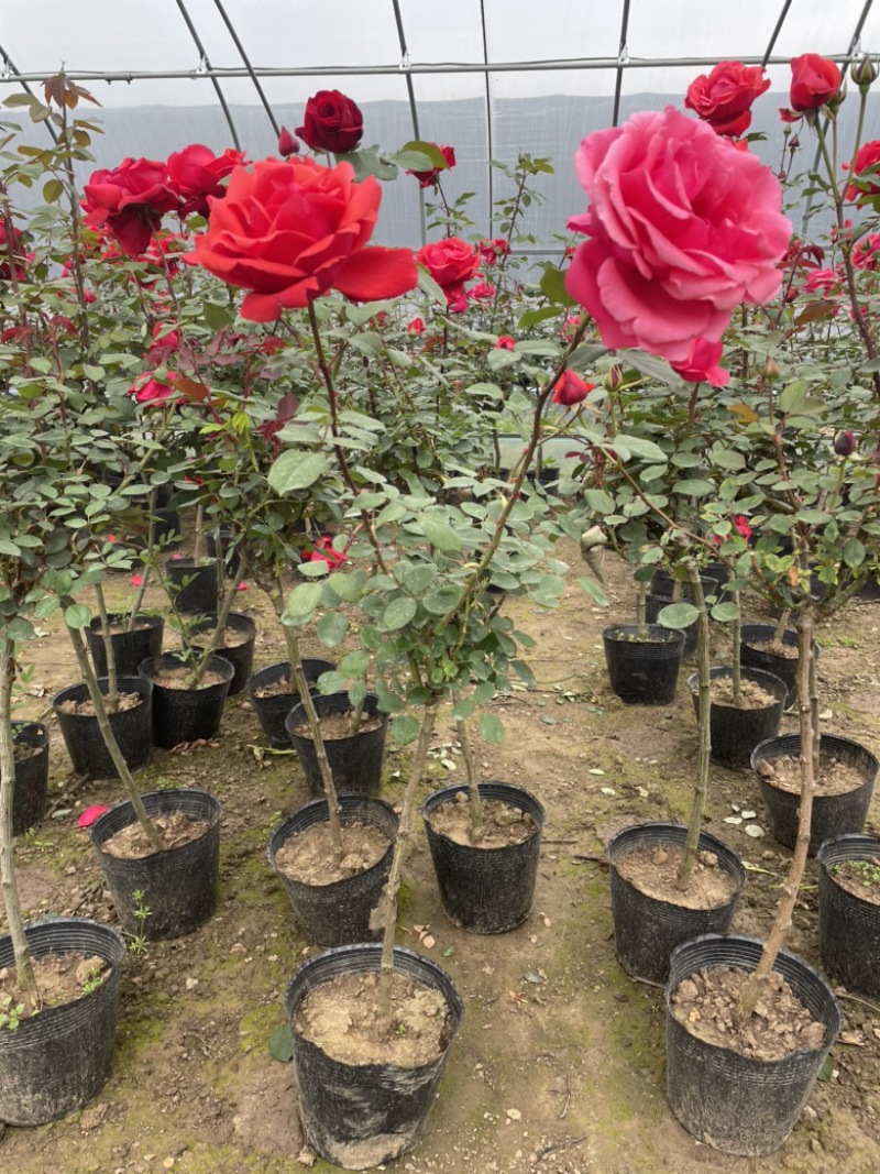 树状月季藤本月季小月季树批发价格月季花基地