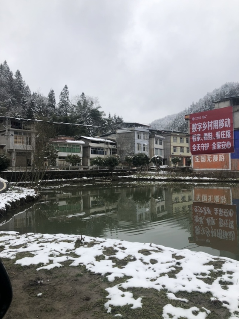 湖北清水生态鱼，，，
