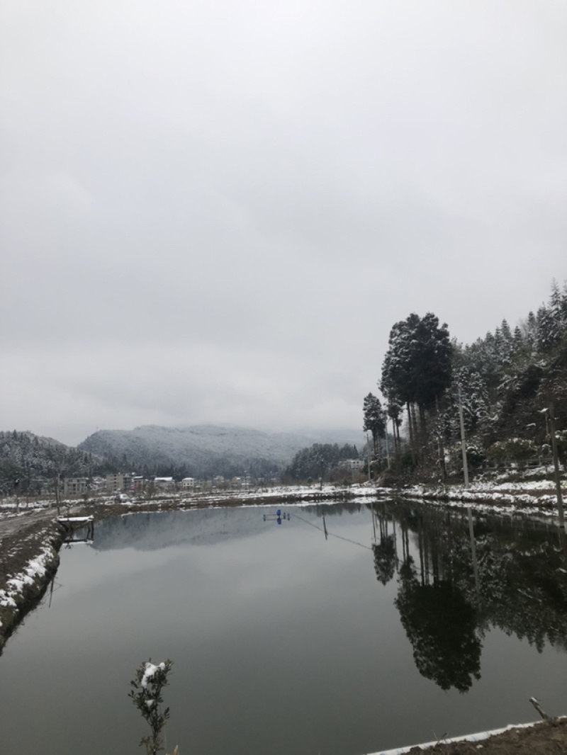湖北清水生态鱼，，，