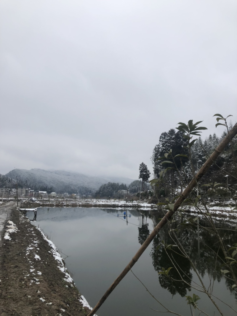 湖北清水生态鱼，，，