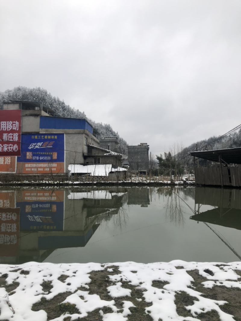 湖北清水生态鱼，，，