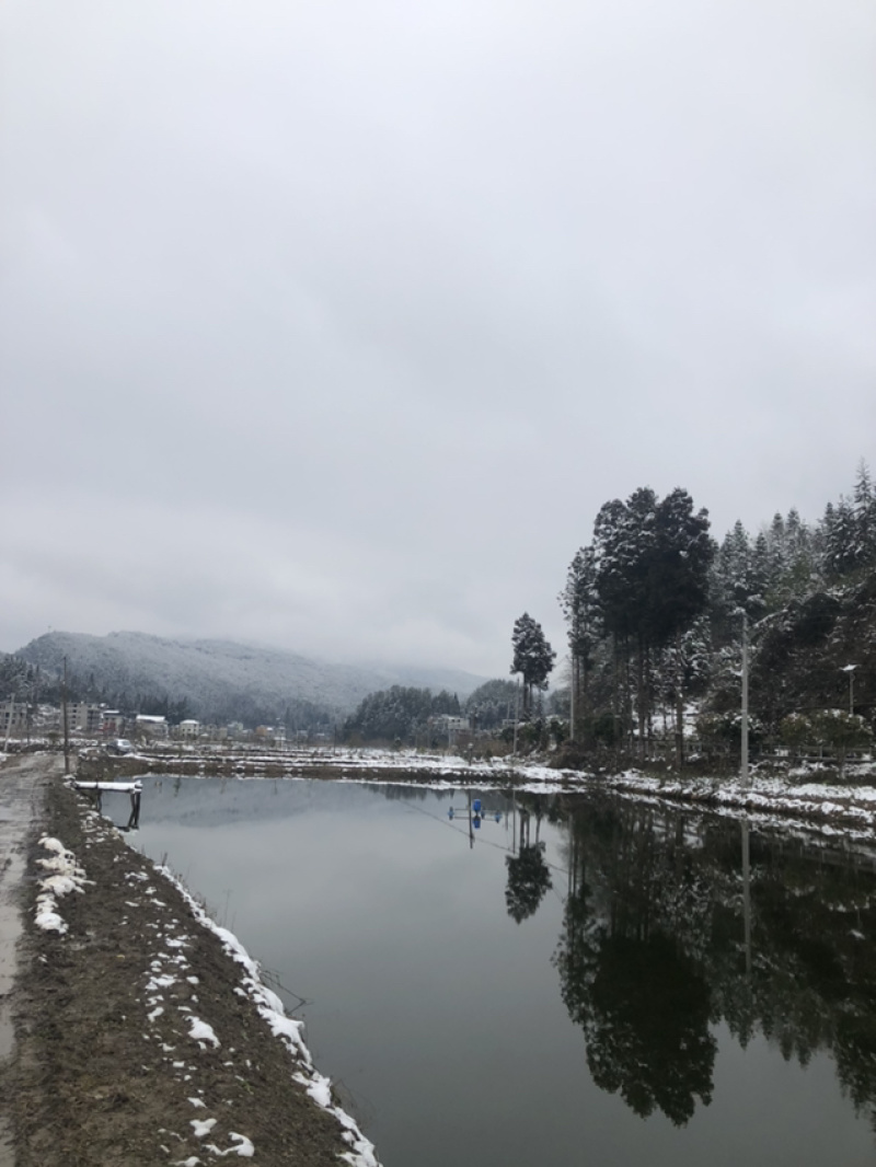 湖北清水生态鱼，，，