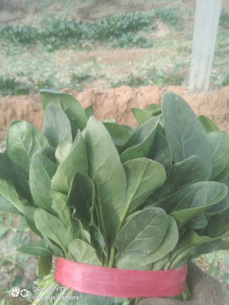 【荐】山东惠民优质大棚菠菜基地！可视频看货对接商