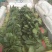 【荐】山东惠民优质大棚菠菜基地！可视频看货对接商