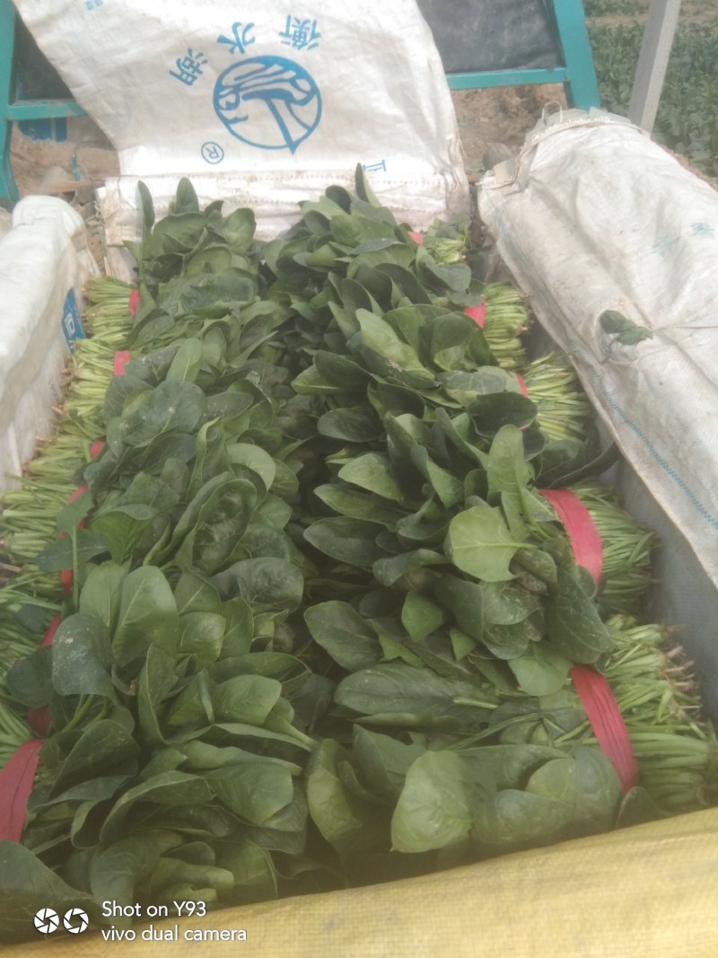 【荐】山东惠民优质大棚菠菜基地！可视频看货对接商