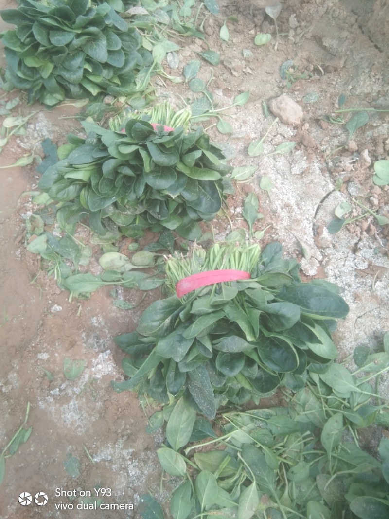 【荐】山东惠民优质大棚菠菜基地！可视频看货对接商