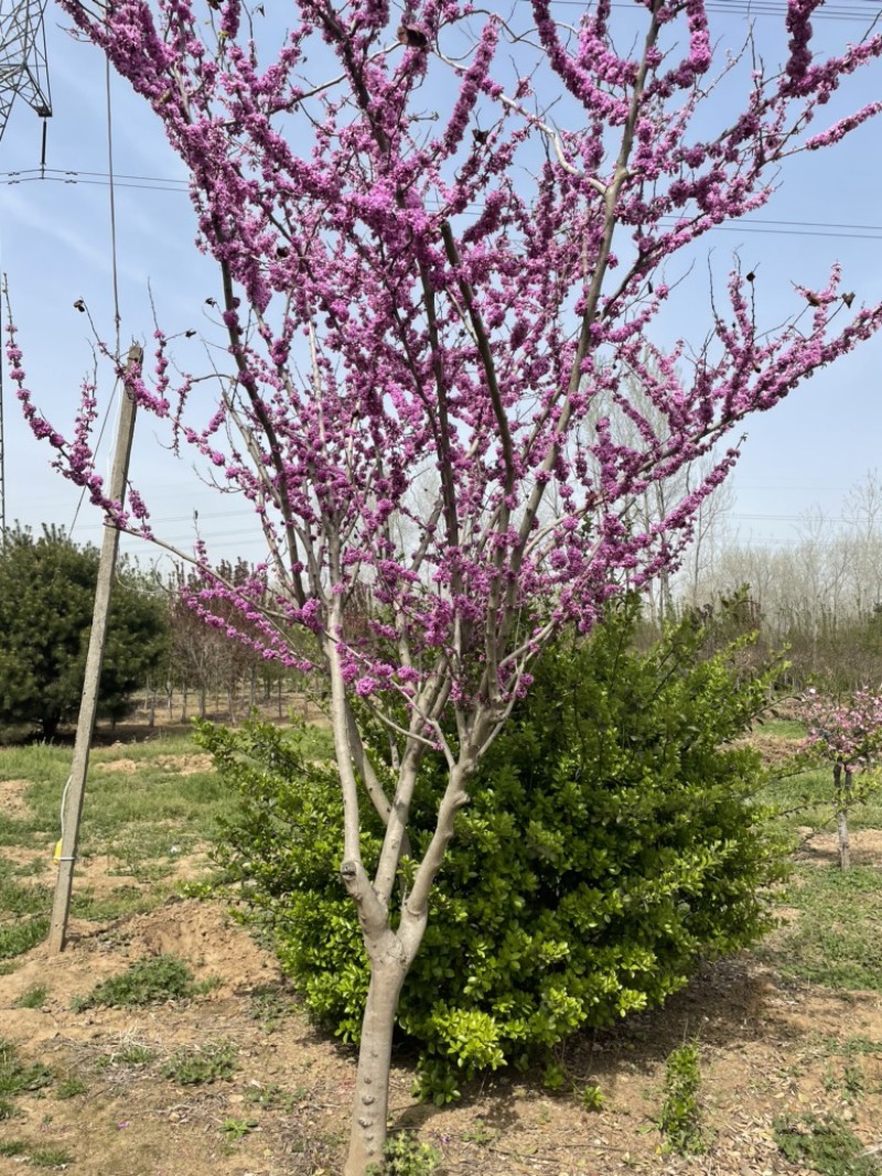 紫荆花产地紫荆树苗基地批发价格