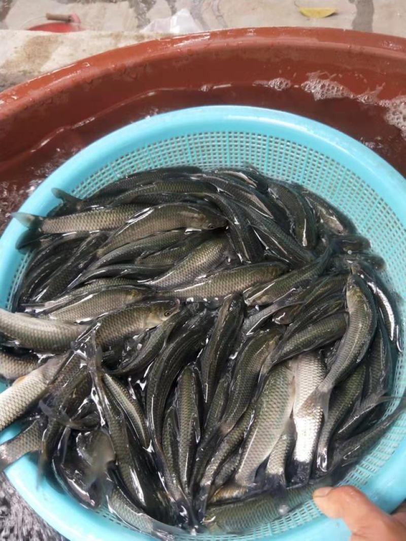 广西南宁，鱼苗繁殖基地，场地直销大量供应草鱼苗。