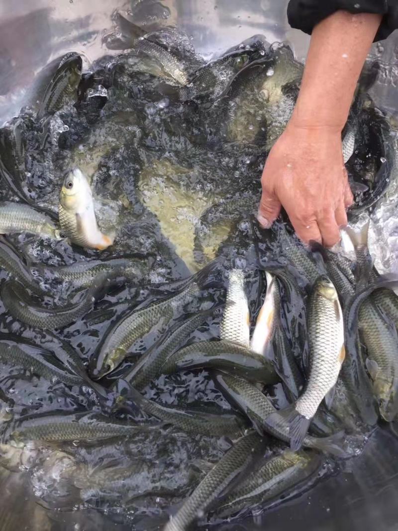 广西南宁，鱼苗繁殖基地，场地直销大量供应草鱼苗。