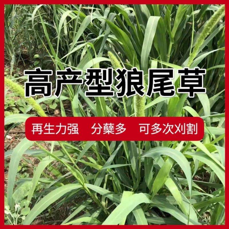 牧草种子多年生杂交狼尾草高产四季高产喂禽畜牛羊鸡鸭鹅鱼牧