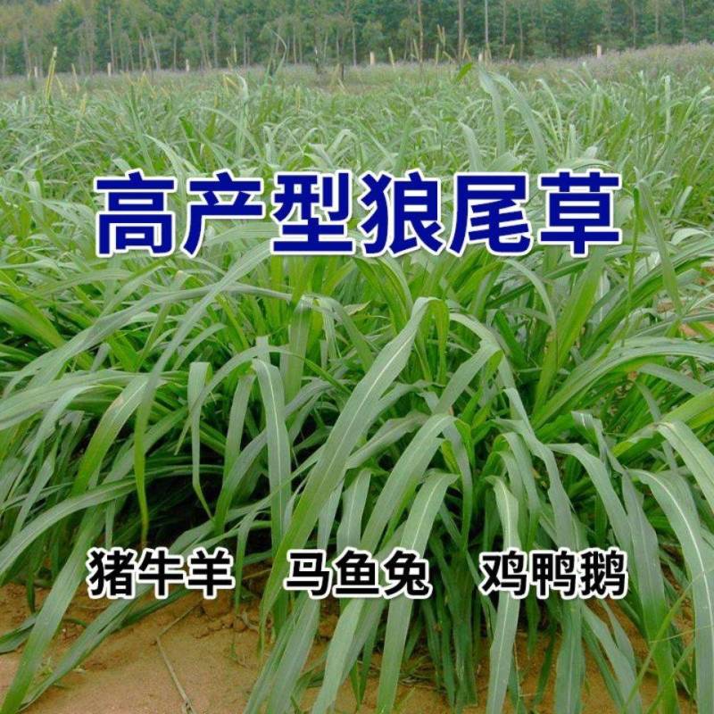 牧草种子多年生杂交狼尾草高产四季高产喂禽畜牛羊鸡鸭鹅鱼牧