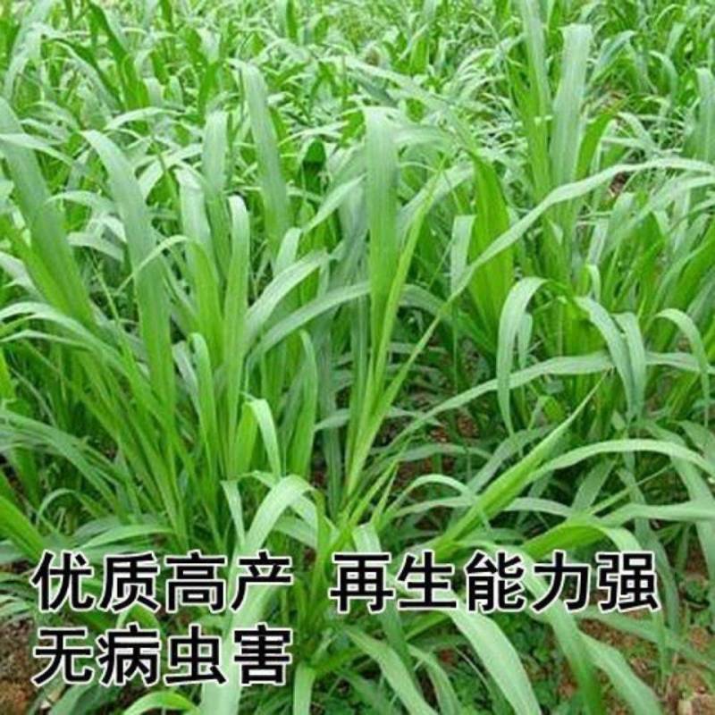 牧草种子多年生杂交狼尾草高产四季高产喂禽畜牛羊鸡鸭鹅鱼牧