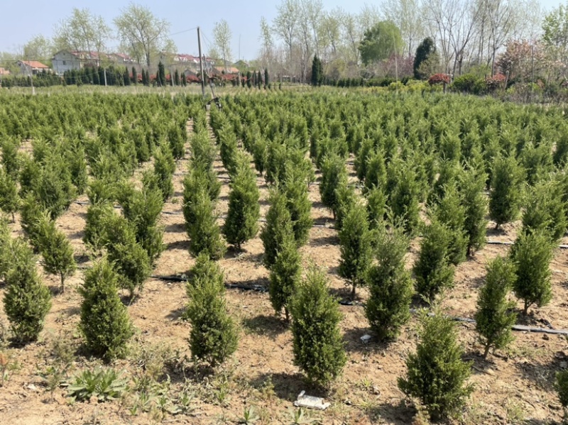 塔柏产地批发塔柏规格齐全货源充足
