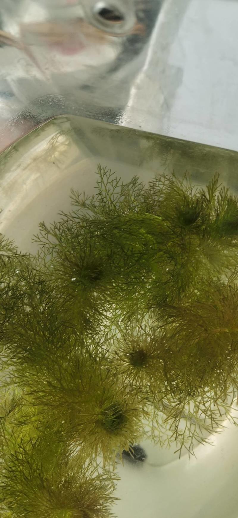 金鱼藻沉水植物，净化水质，全国发货，视频看货