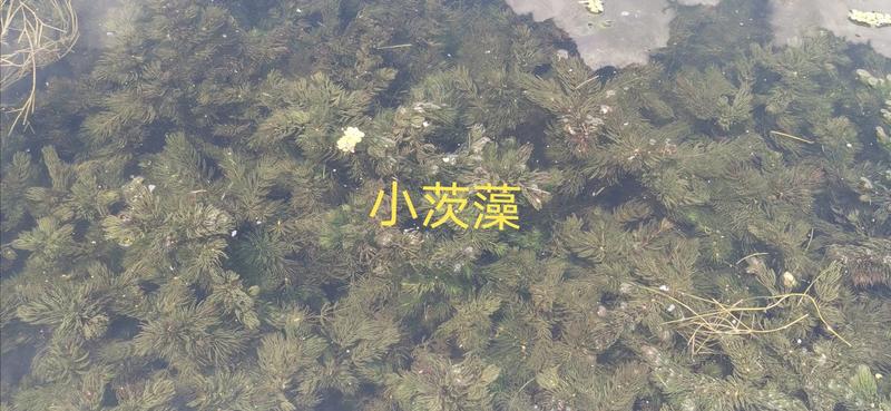 金鱼藻沉水植物，净化水质，全国发货，视频看货