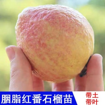 胭脂红番石榴苗无籽红宝石西瓜芭乐苗四季嫁接果树苗当年结果