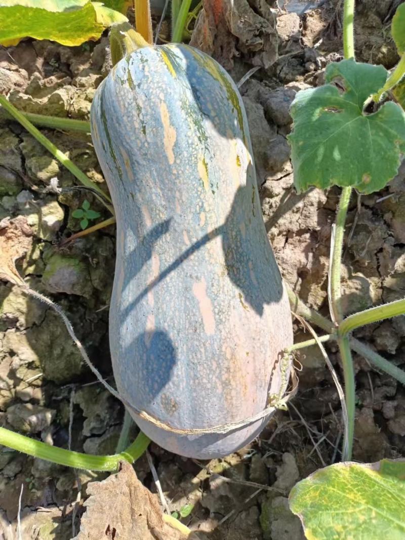 密本南瓜高山南瓜好吃不贵价格便宜量大价优欢迎老板致电咨询