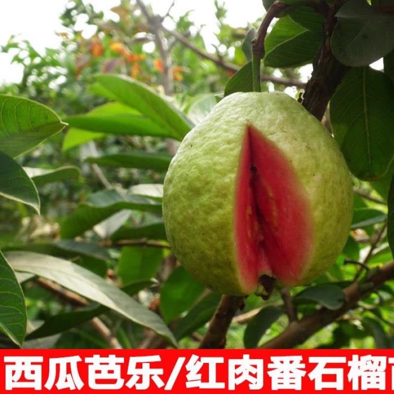 胭脂红番石榴苗无籽红宝石西瓜芭乐苗四季嫁接果树苗当年结果