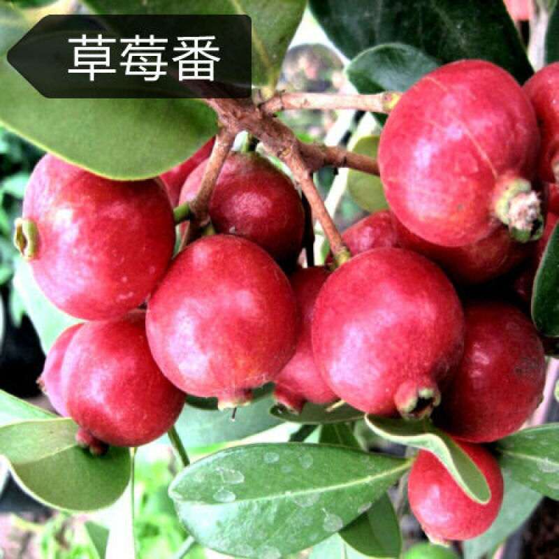胭脂红番石榴苗无籽红宝石西瓜芭乐苗四季嫁接果树苗当年结果