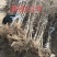 枣树苗古枣树冬枣树苗金丝枣苗基货源，基地现挖可