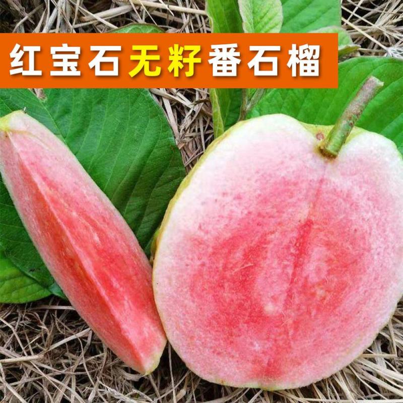 胭脂红番石榴苗无籽红宝石西瓜芭乐苗四季嫁接果树苗当年结果
