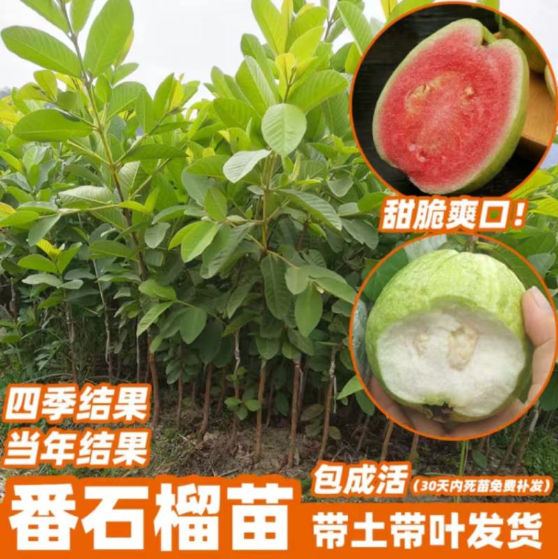 胭脂红番石榴苗无籽红宝石西瓜芭乐苗四季嫁接果树苗当年结果