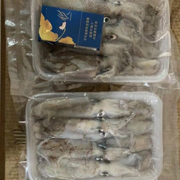 笔管鱼