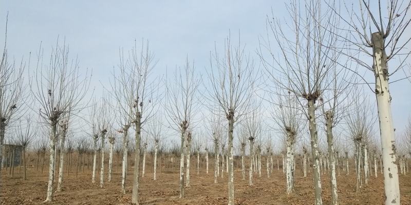 法桐价格、12公分/13公分/14公分法桐价格报价